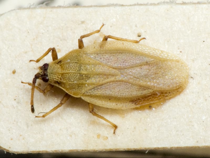 Catoplatus crassipes (Fieber, 1861)